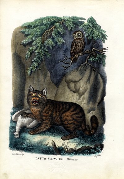 Wildcat by Raimundo Petraroja